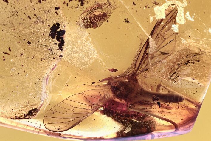 Detailed Fossil Caddisfly (Trichoptera) In Baltic Amber #310921